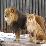 Cleveland Metroparks Zoo