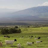 Ulupalakua