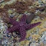 Montaña de Oro Tide Pools
