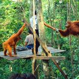 Bukit Lawang