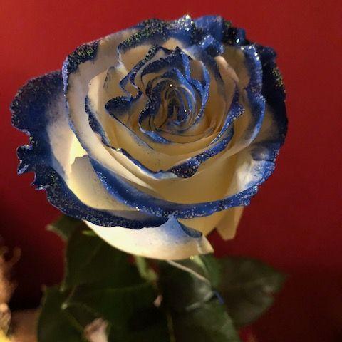 The First Rose