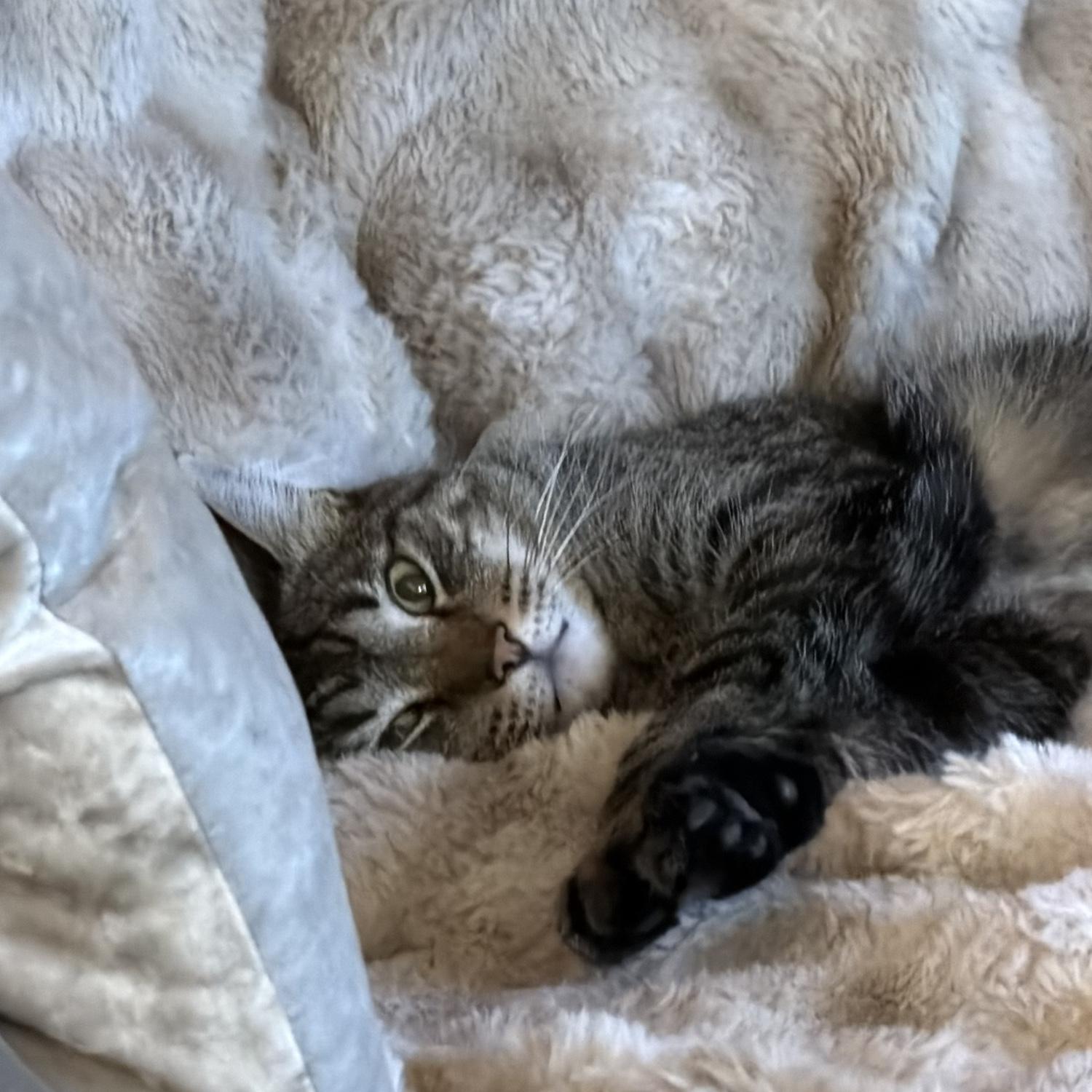 Momo!