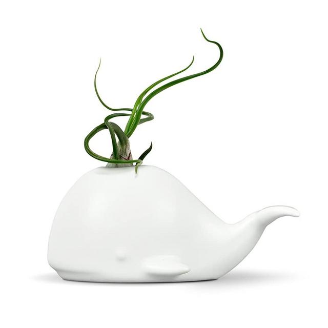 Genuine Fred Fancy Ceramic Mini Air Plant/Succulent Holder, regular, Whale