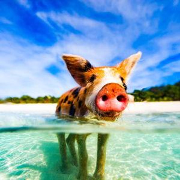Honey Moon Excursions