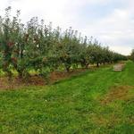 Cold Springs Orchards
