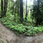 Wildwood Trail