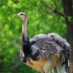 Greenville Zoo