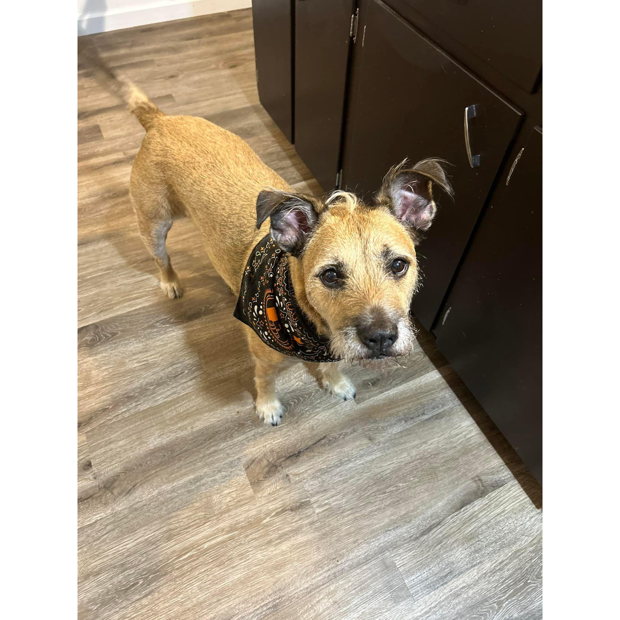 Pupper begging for cheese