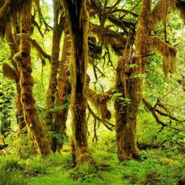 Hoh rainforest tour