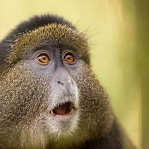 Permit to see golden monkeys
