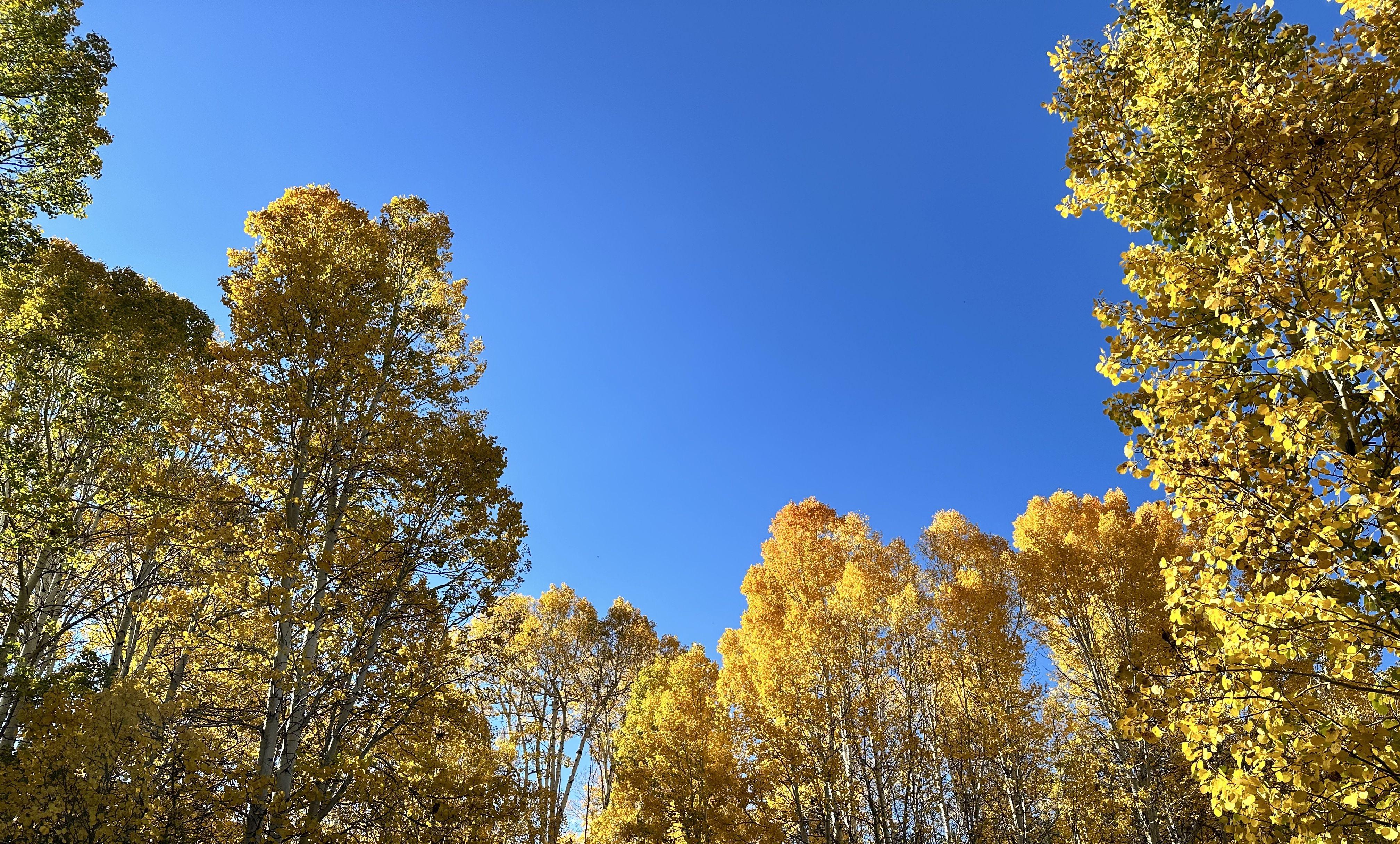 The Wedding Website of Lauren Kalogridis and Derek Head