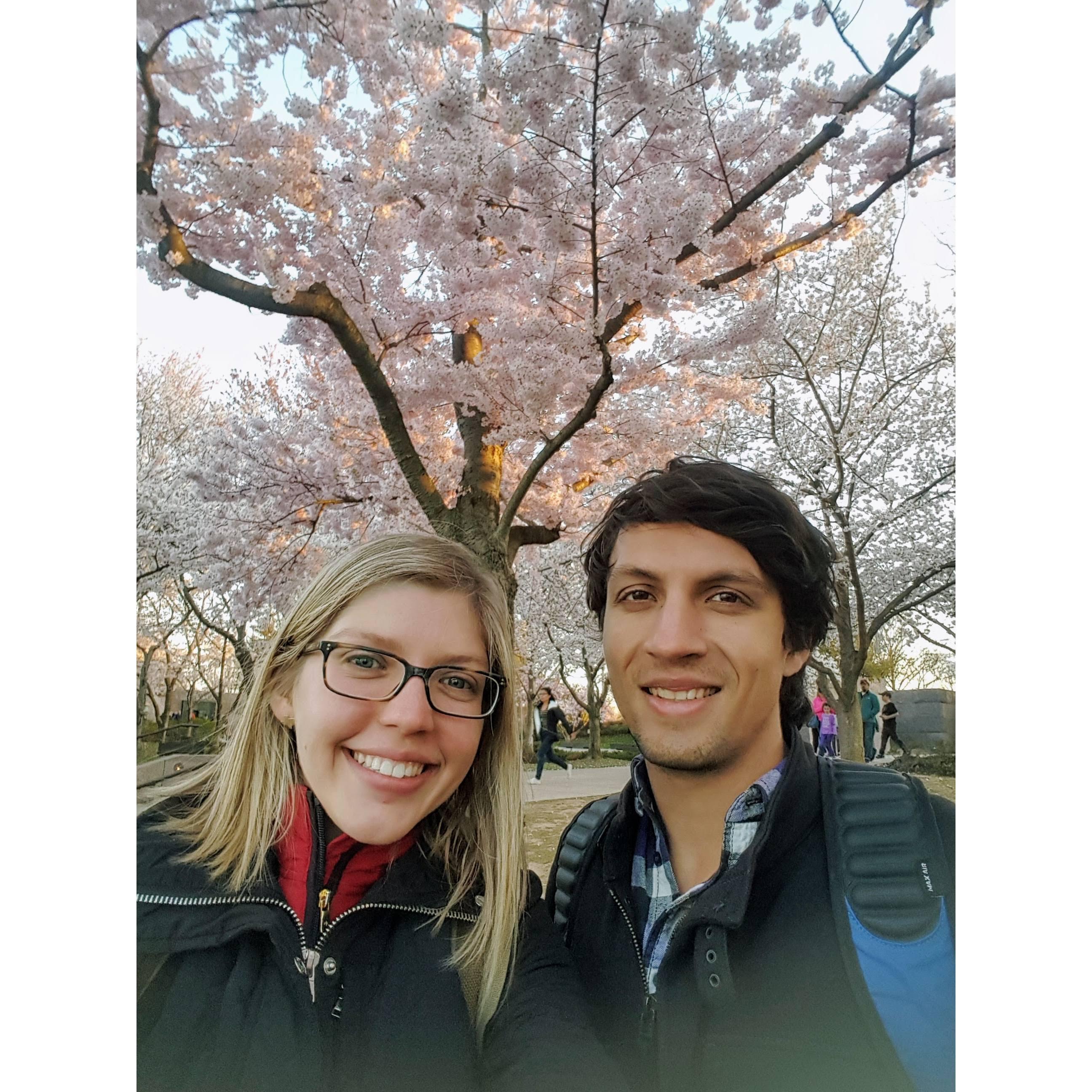 Cherry Blossoms in Washington, DC - 2018