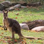 Cleveland Metroparks Zoo