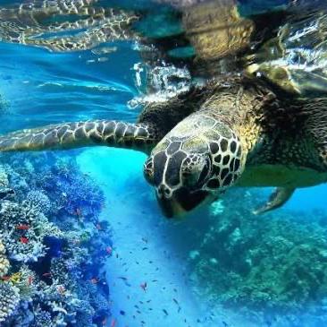 Molokini & Turtle Town Snorkeling Adventure