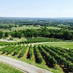 Bluemont Vineyard