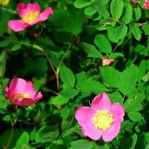 Wood Rose (4)