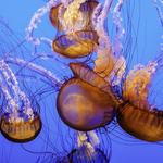 Monterey Bay Aquarium
