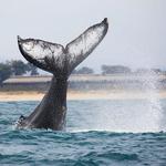 Santa Cruz Whale Watching