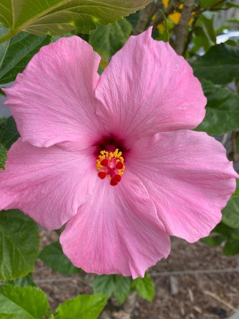 The Wedding Website of Alexandra Perez Urbina and David Dean Long