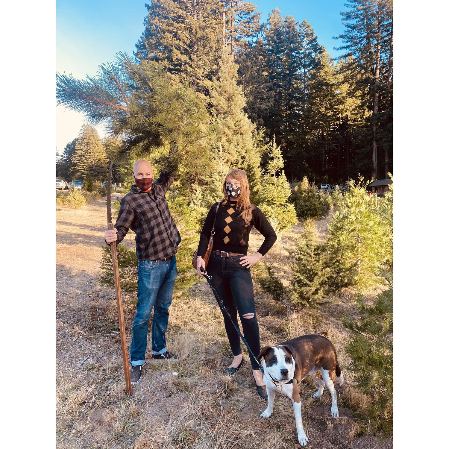 Picking out a Christmas tree with Jack Dog and friends in Bonny Doon! 2021