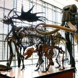 Beneski Museum of Natural History