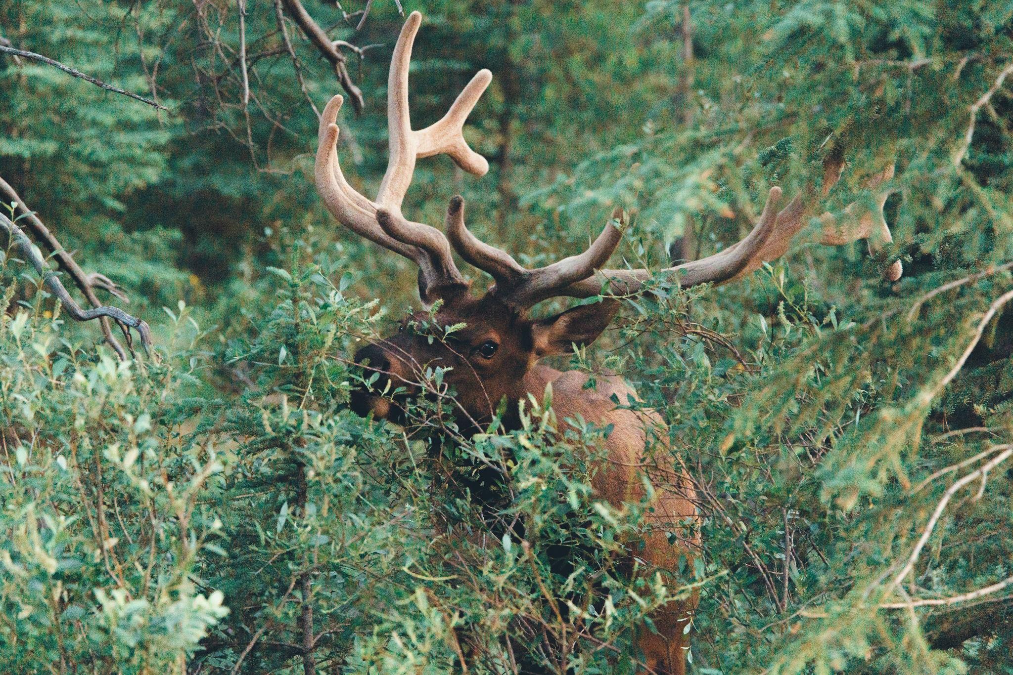 The Wedding Website of Devin Garnett and Hannah Pekarek