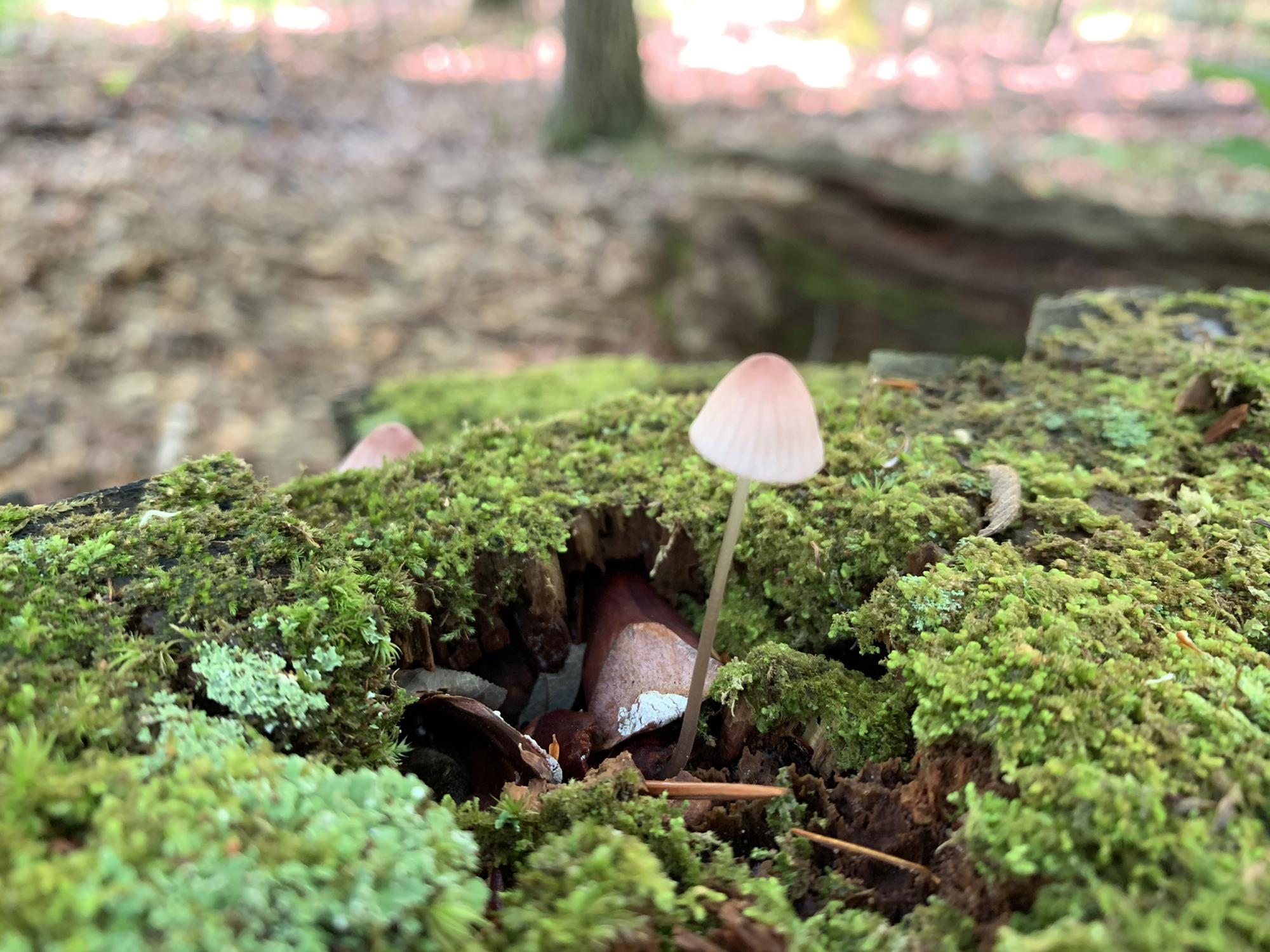 Mushrooms and Moss, we have a lot of these organisms