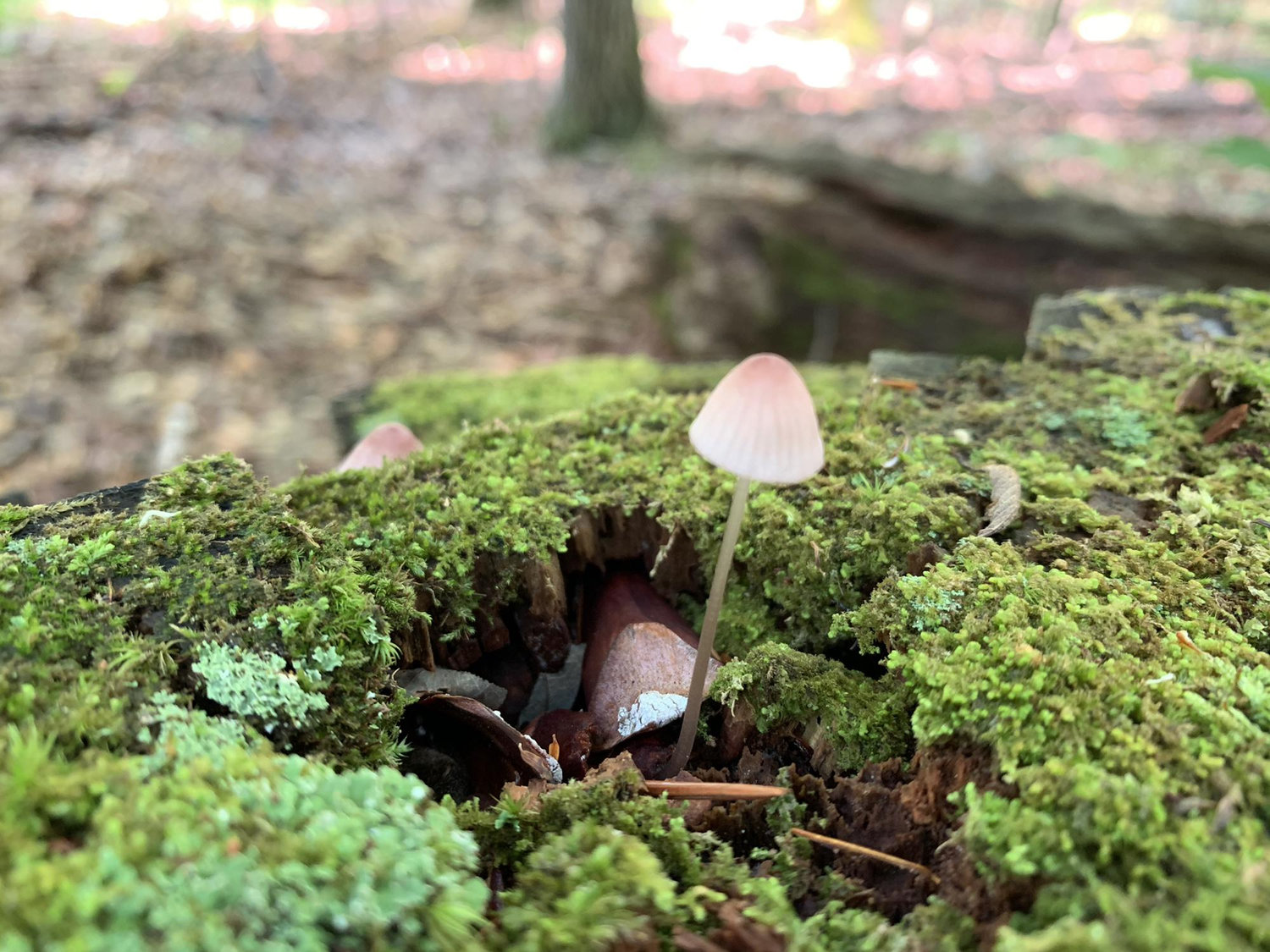 Mushrooms and Moss, we have a lot of these organisms