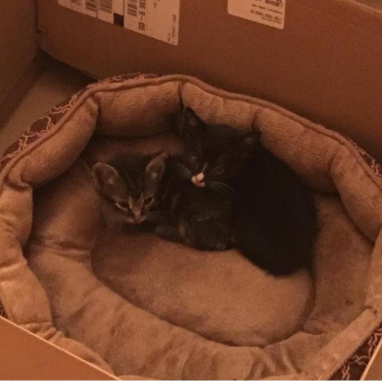 Our first rescues - Snape and Bella