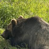 Alaska Wildlife Conservation Center