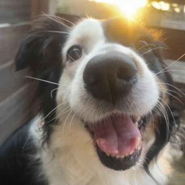 Treats for Ellie