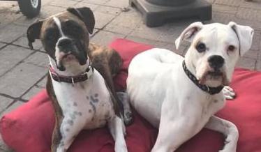 The Wedding Website of Heather Shepard and Pete Gonzales