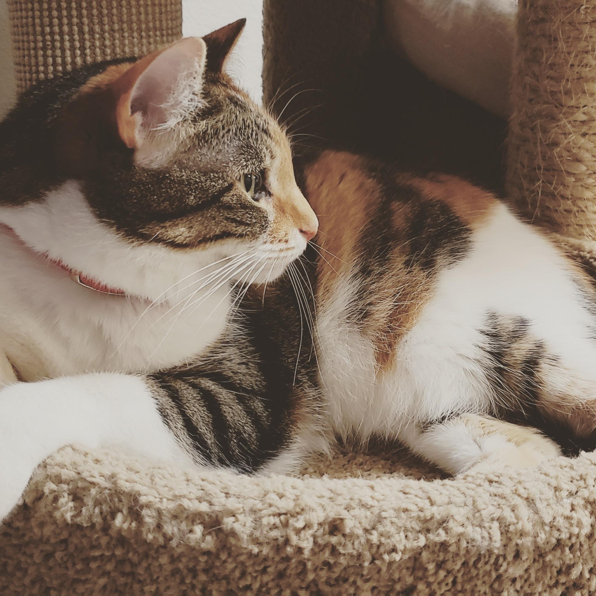 Stella