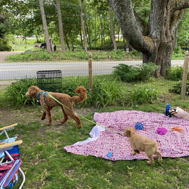Anakin and Maple Toys and Goodies Fund