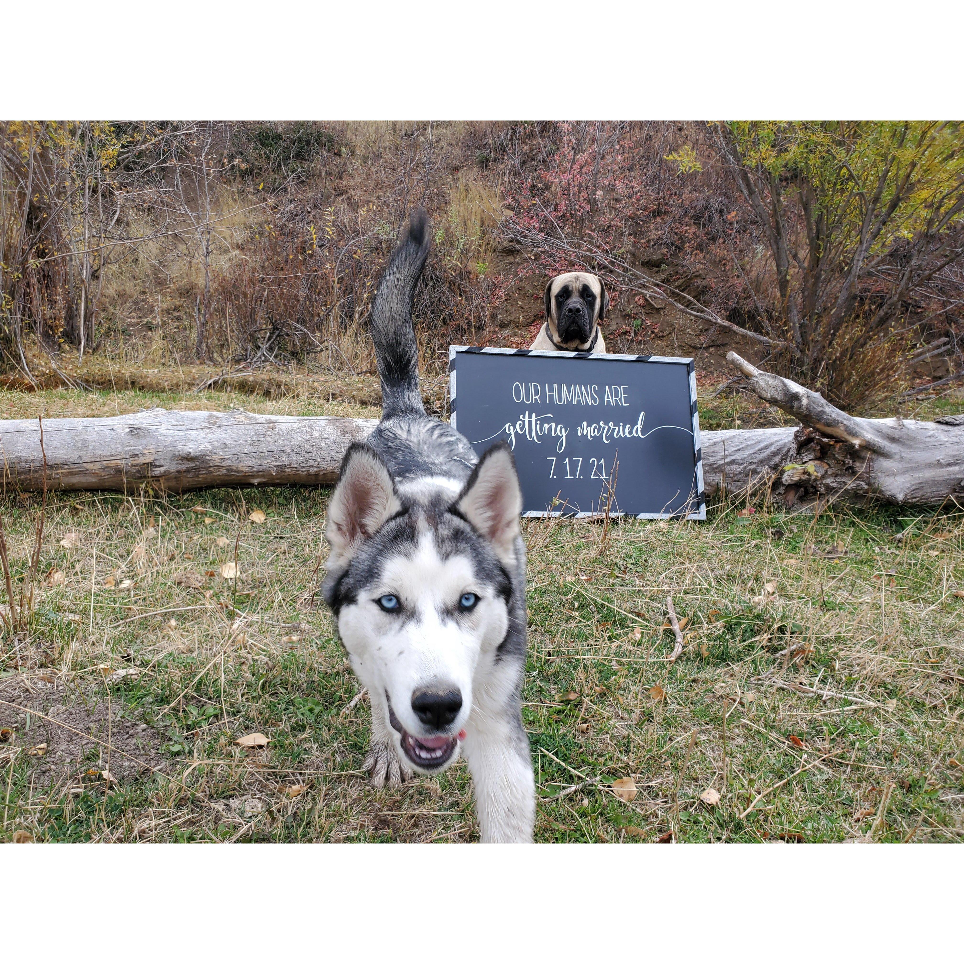 November 2020 - Trying to get the dogs to pose