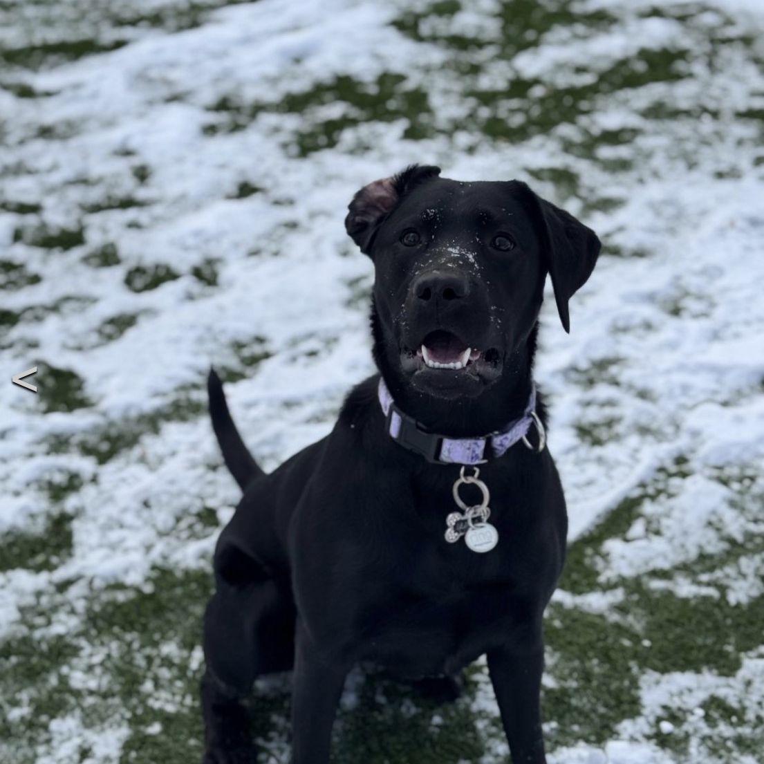 January 3rd, 2026 - Luna in doggy daycare