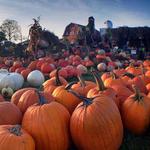 Three Cedars Farm