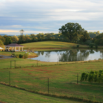 Narmada Winery