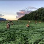 Cricket Creek Farm