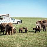 The Wilds