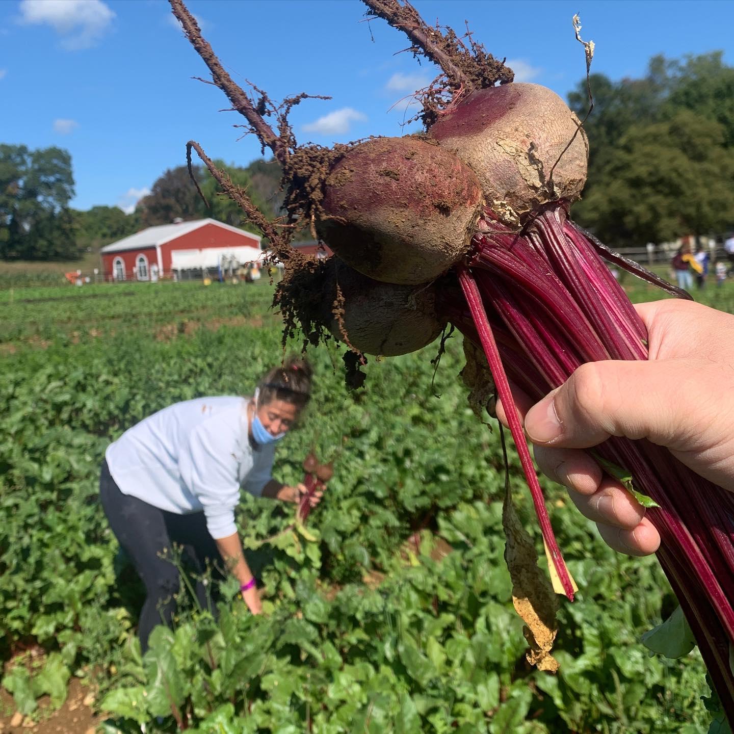 "Who's hand is holding those beets??" echoed round the world as Rob was soft launched on Instagram.