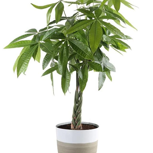 Costa Farms 10in Pachira, Money Tree, Live Indoor Plant 28-Inches Tall, in Decor Planter