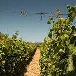 Lyrarakis Winery