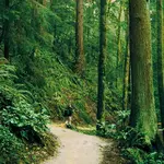 Forest Park Trailhead