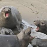 Elephant Seal Vista Point