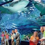 Ripley's Gatlinburg Attractions