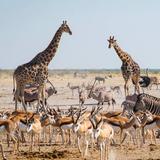 Etosha National Park