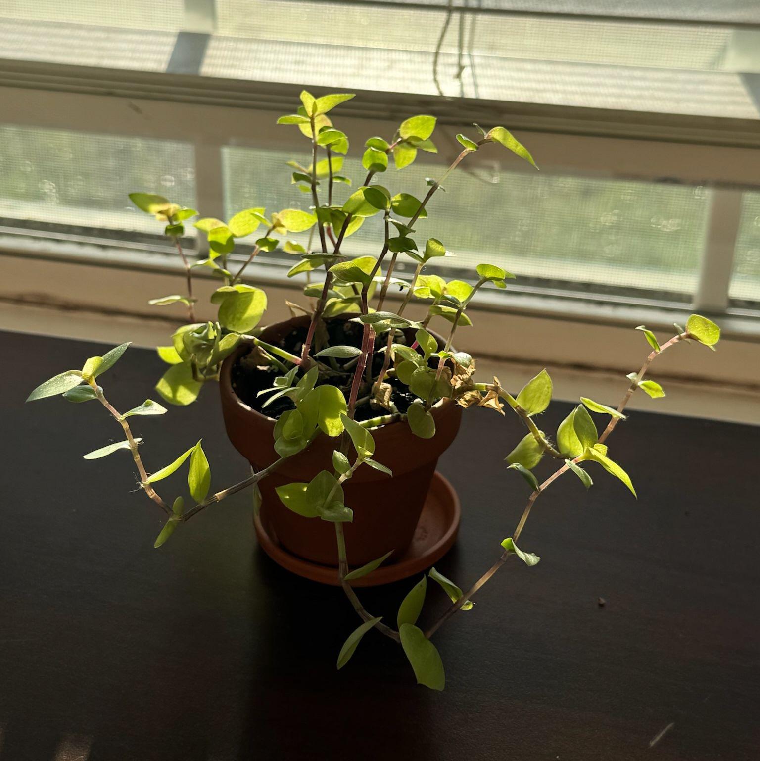 Exo got Vale this plant on their first date... Now it's so grown!!