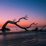 Driftwood Beach