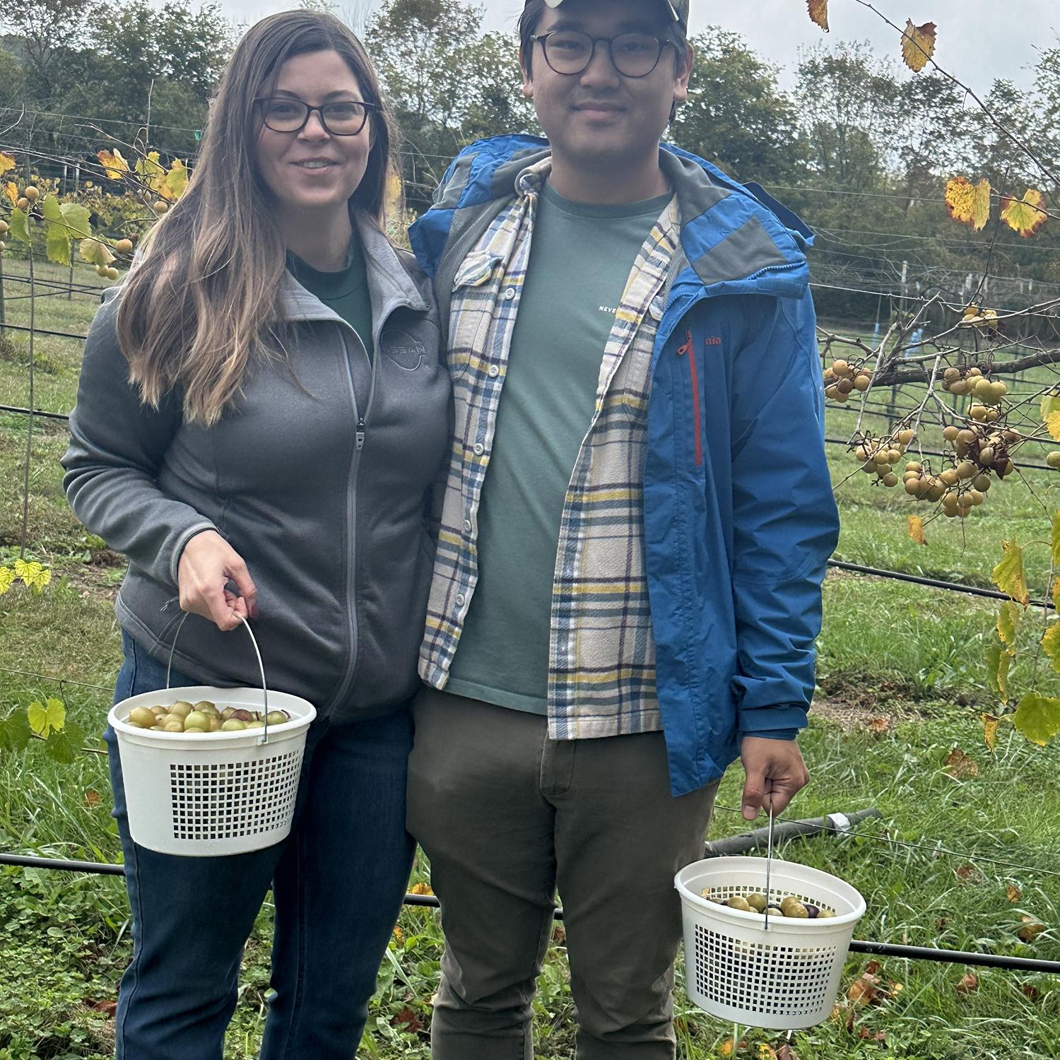Drizzly, cloudy day to go pick my favorite fruit, muscadines!